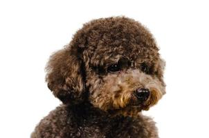 Portrait photo of an adorable black toy Poodle dog on white background.