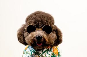 un adorable perro caniche de juguete negro sonriente lleva gafas de sol y vestido hawaiano para la temporada de verano sobre fondo blanco. foto