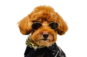 un adorable perro de caniche de juguete marrón sonriente con gafas de sol, collar dorado y vestido con chaqueta de cuero para el concepto de viaje. foto