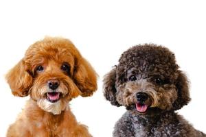 foto de retrato de adorables perros de caniche de juguete marrón y negro sonrientes sobre fondo blanco.