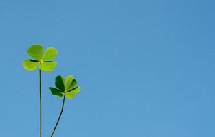 Fresh green water clover leaves isolated on bright clear blue sky. photo