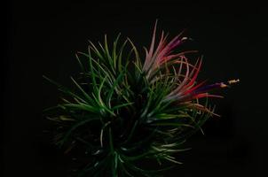 tillandsia o planta de aire que crece sin suelo con sus coloridas flores sobre fondo oscuro. foto