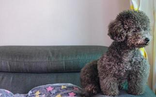 An adorable black Poodle dog sitting alone on couch photo