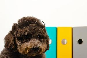 An adorable black toy Poodle dog with spectacles on his head with working file in background photo concept of the owner that can bring dog to work together.