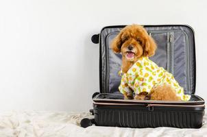 un adorable perro caniche marrón vestido de verano y sentado en el equipaje