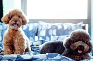 un adorable perro caniche marrón y negro feliz sonriendo y relajándose en una cama desordenada después de despertarse con el dueño por la mañana. foto