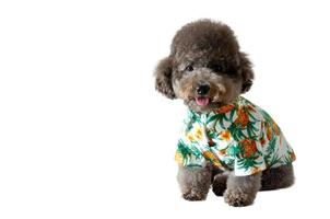 An adorable black toy Poodle dog wearing hawaii dress for summer season. photo