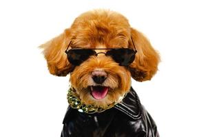 un adorable perro de caniche de juguete marrón sonriente con gafas de sol, collar dorado y vestido con chaqueta de cuero para el concepto de viaje. foto