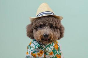 perro caniche de juguete negro usa sombrero y vestido hawaiano foto
