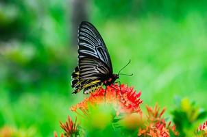 mariposa colorida chupando néctar de flores de espiga con fondo verde fresco. foto