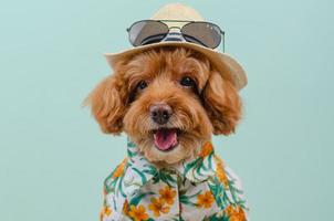 Smiling brown toy Poodle dog wears hat with sunglasses on top and Hawaii dress