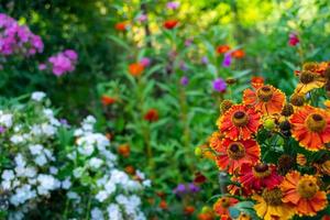 Helenium autumn in the garden against the background of colorful flowers. photo