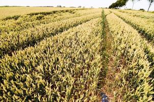 Textured Wheat Field photo