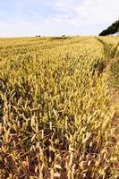 Textured Wheat Field photo