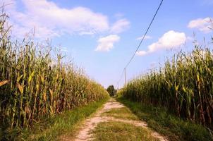 camino de ripio del campo foto