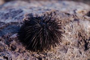 Sea Urchin on rock photo