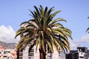 palmera canaria foto