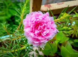 hermosa flor de hierba rosa en primer plano de hierba verde. flor rosa floreciente. flor de verano. preciosas flores rosas de color rosa claro en un jardín de rosas en verano. imagen brillante de flor de hierba. foto