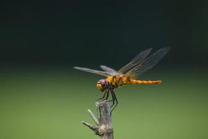 Dragonfly sitting on a stick, Red dragonfly sitting on dry tree stick, Dragonfly sitting on stick in warm summer sunshine photo