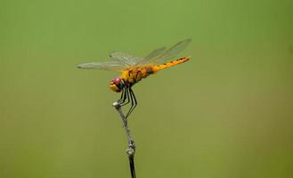 Dragonfly sitting on a stick, Red dragonfly sitting on dry tree stick, Dragonfly sitting on stick in warm summer sunshine photo