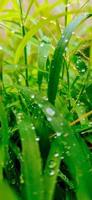 Green Grass with raindrops. Grass with water drop. Winter morning view. Nature photography. evergreen grass and dew drops. Small drops of water on green grass. photo