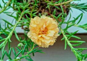 hermosa flor de portulaca amarilla clara en un primer plano de hierba verde. flor de portulaca floreciente. flor de verano. hermosa flor rosa amarilla clara en un jardín en verano. imagen brillante de flor de hierba. foto