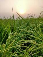 granja de arroz con el cielo azul, campo de arroz verde, vista de la hierba verde fresca que crece exuberante en el campo salvaje a la luz del sol foto