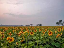 campos de girasoles y pueblo, toma de un campo de girasoles en verano, una imagen de un campo de girasoles foto