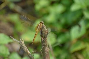 Dragonfly sitting on a stick, Red dragonfly sitting on dry tree stick, Dragonfly sitting on stick in warm summer sunshine photo