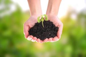 Woman hands holding plant over nature background photo