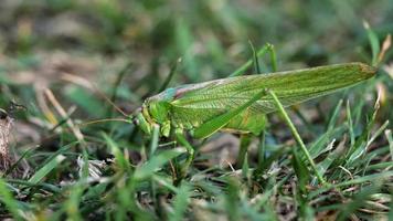 Big green locust female lays eggs video