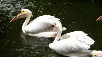 Eastern white pelicans video