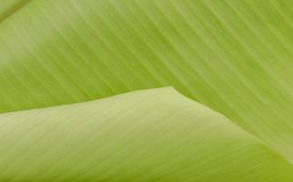 cerrar la textura de la hoja de plátano foto