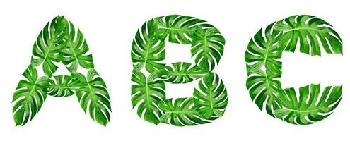 Green leaves pattern,font Alphabet a, b, c of leaf monstera isolated on white background photo