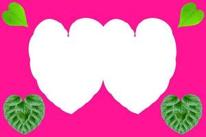 hojas verdes en forma de corazón para el concepto del día de san valentín,hoja homalomena rubescens árbol sobre fondo rosa foto