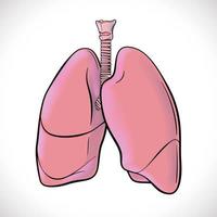 An illustration of both human lungs highlighted in black lines for easy viewing. vector