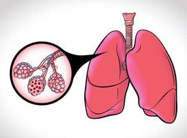 The diagram illustrates the healthy trachea and air sacs of the human lungs highlighted with black lines for easy viewing. vector