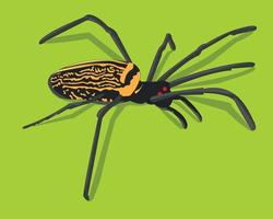 Spider Vector illustration With Colorful Background