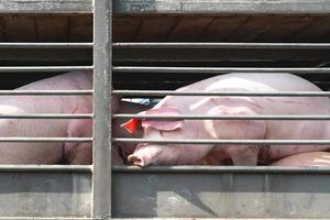 Truck transport pigs photo