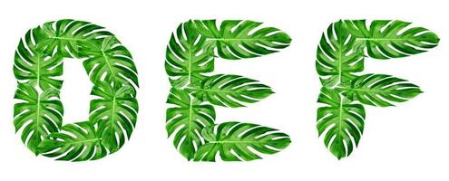 patrón de hojas verdes, fuente alfabeto d,e,f de hoja monstera aislado sobre fondo blanco foto