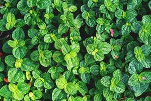 Green leaves pattern,leaf mint background,top view photo