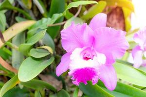 Pink Cattleya John Lindley orchid flowers photo