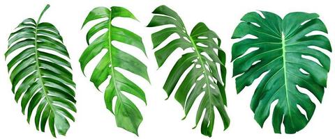 Green leaves pattern,collection leaf monstera isolated on white background photo