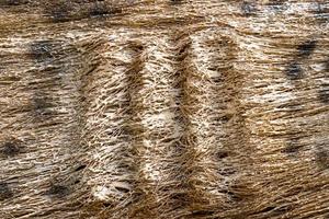 Texture of color straw,abstract background photo