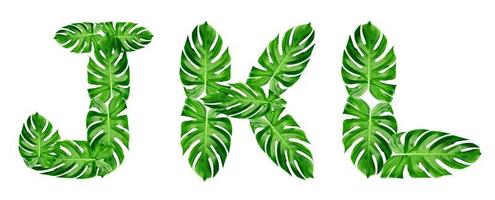 patrón de hojas verdes, fuente alfabeto j,k,l de hoja monstera aislado sobre fondo blanco foto