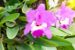 Pink Cattleya John Lindley orchid flowers photo