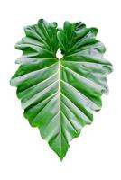 Green leaves pattern of tropical leaf plant isolated on white background,include clipping path photo