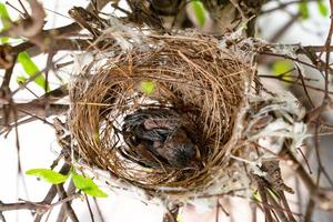primer pájaro bebé en el nido en el árbol, vista superior foto
