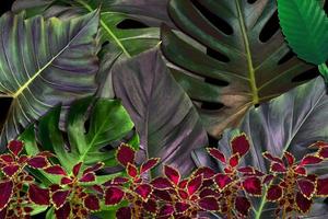 Green leaves pattern for nature concept,tropical leaf textured background photo