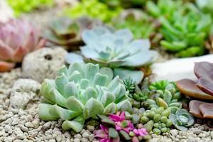 closeup various cactus plants in garden photo